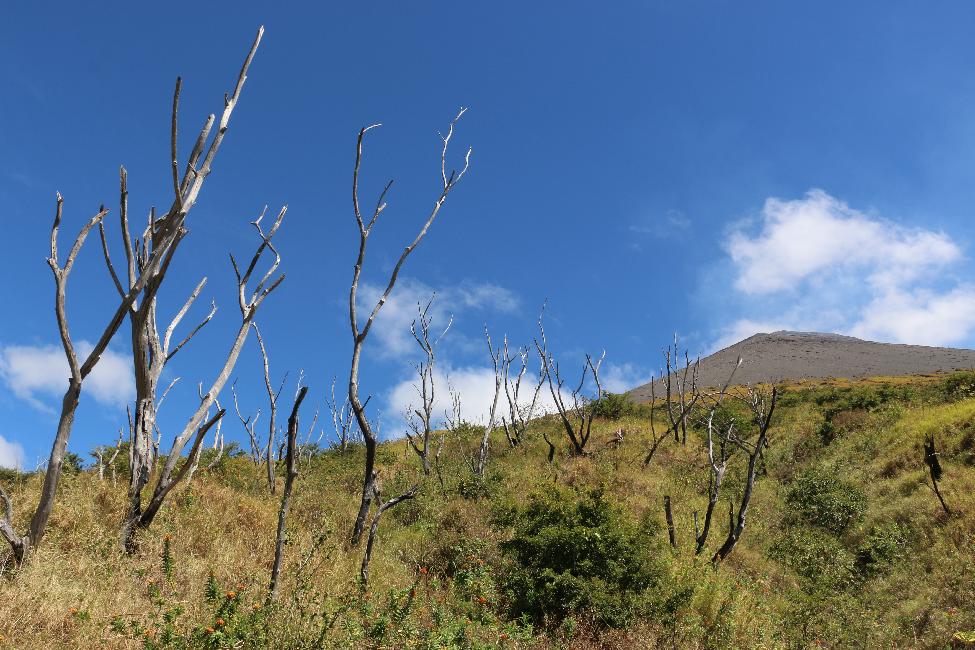 Ce qui reste de la forêt, un peu plus haut