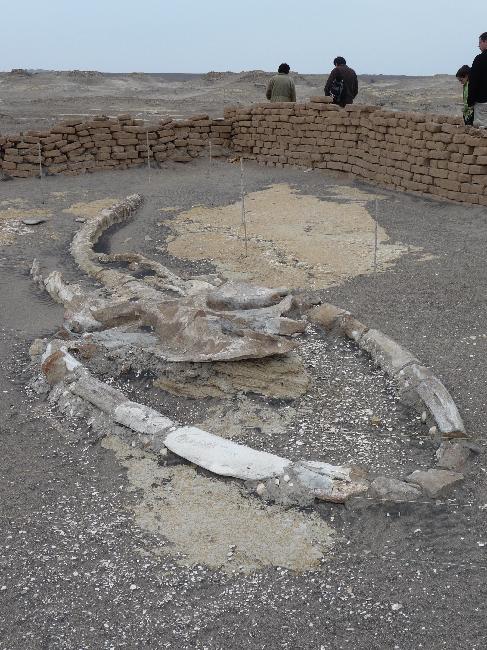 Site de Sacaco ; fossile de baleine