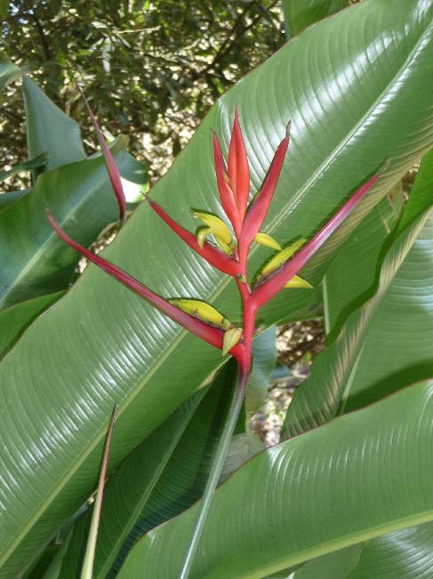 Oiseau de paradis