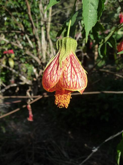 Fleur