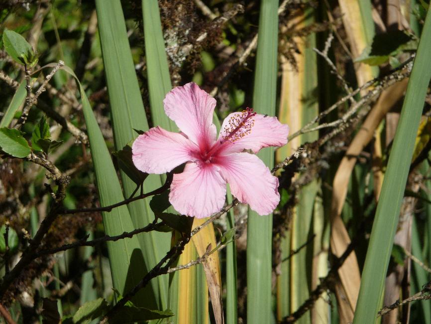 Fleur