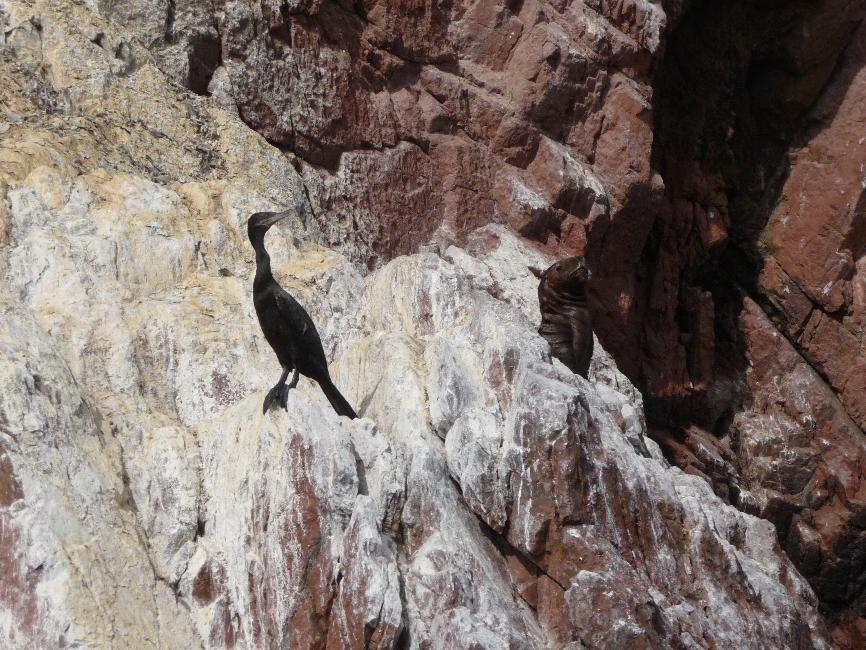 Iles Ballestas ; phoque et cormoran