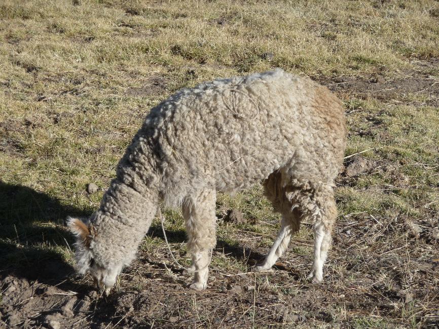 Lama