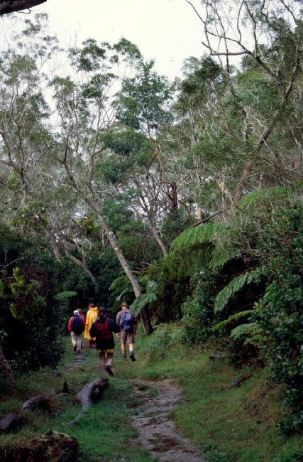 Près du gîte, la forêt de tamarins est entretenue ; les fougères arborescentes subsistent