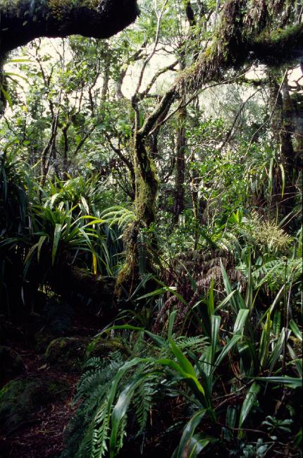 La forêt primaire