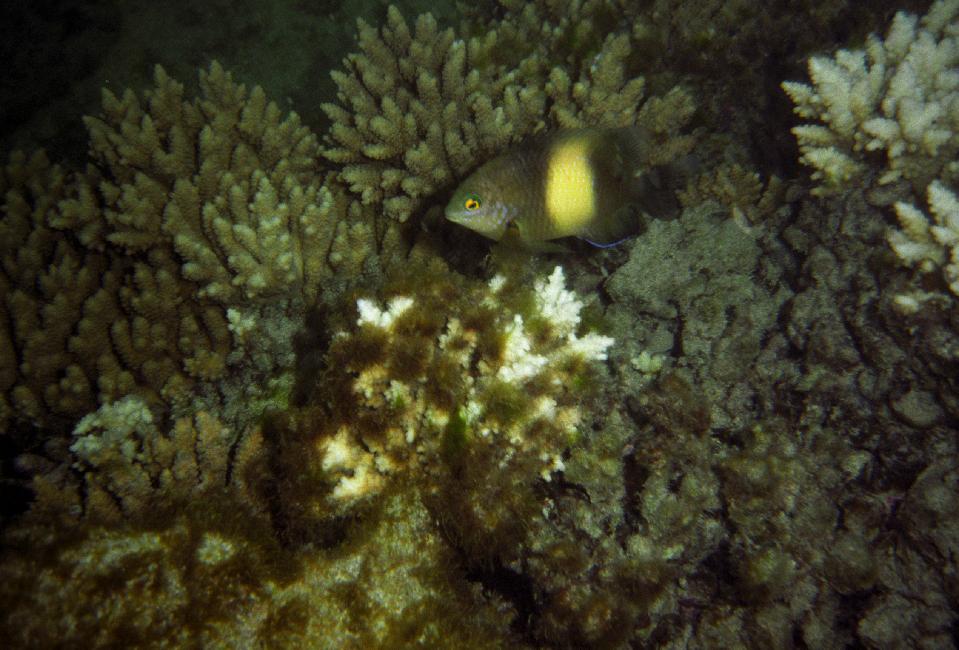 Grégoire noir