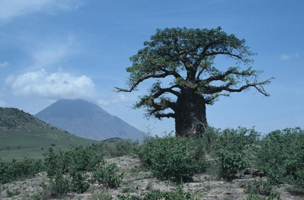 Autour d'Arusha
