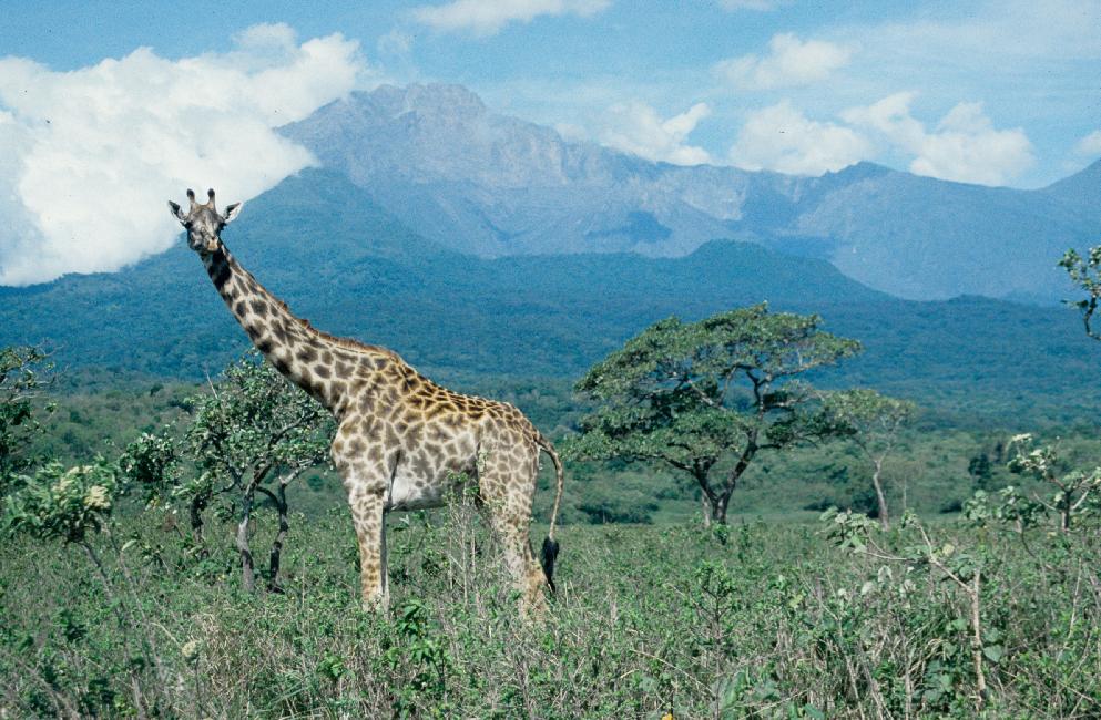 Le Meru