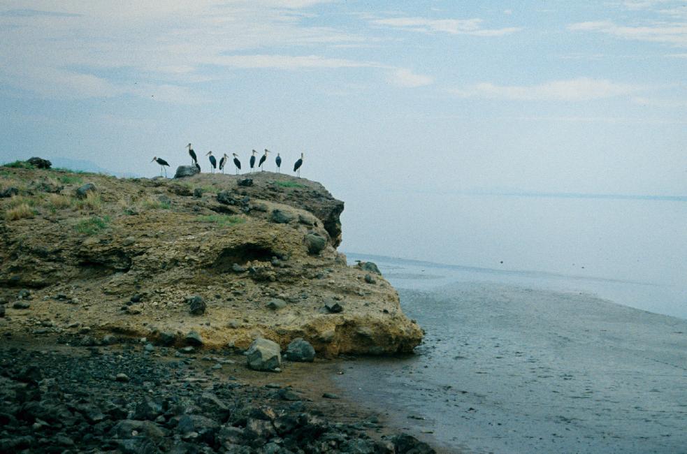 Cormorans au repos
