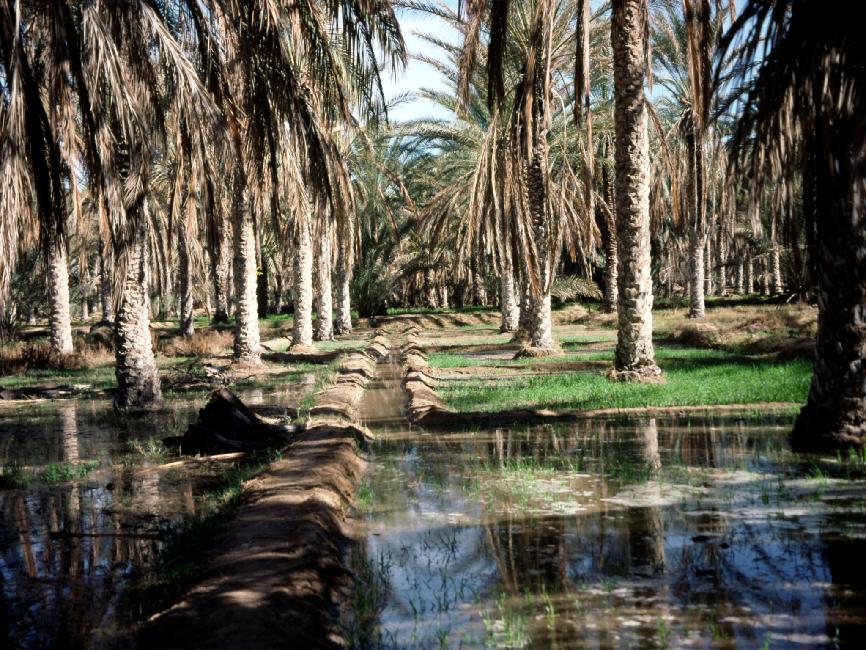 Palmeraie de Douz 