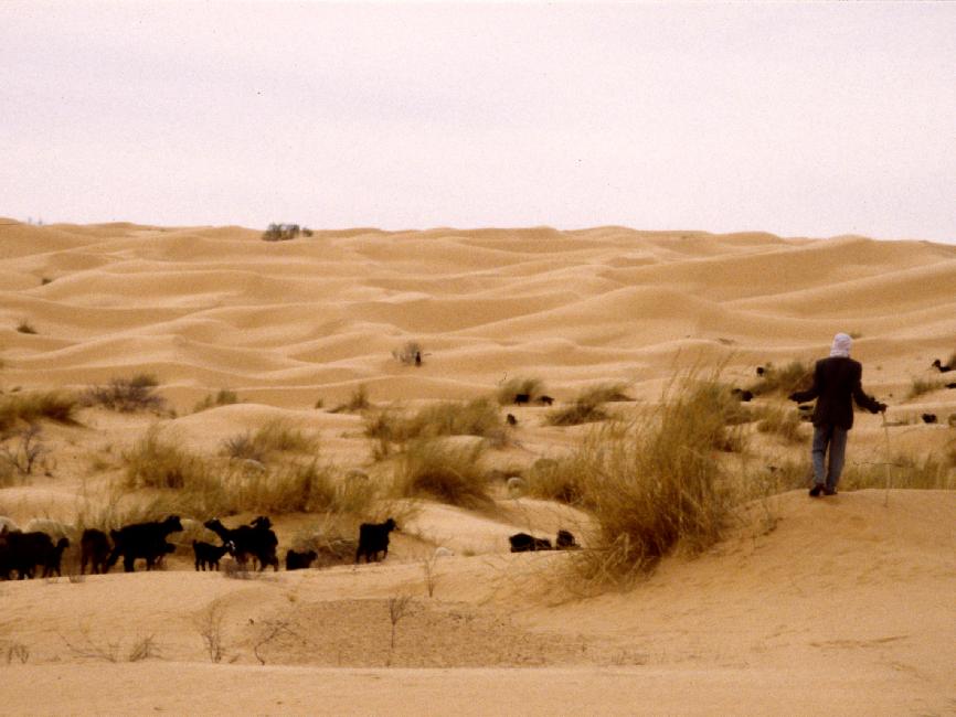 La végétation (luxuriante...) permet à d'immenses troupeaux de chèvres de pâturer 