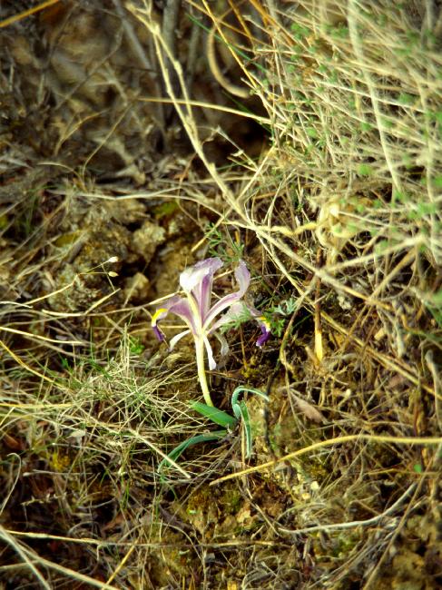 Fleur sur le chemin