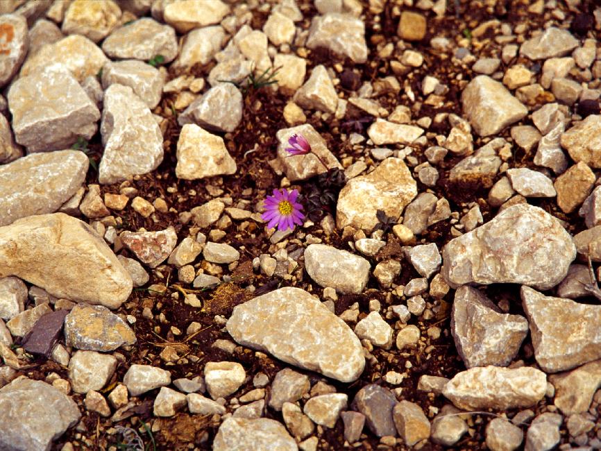Fleurs sur le chemin