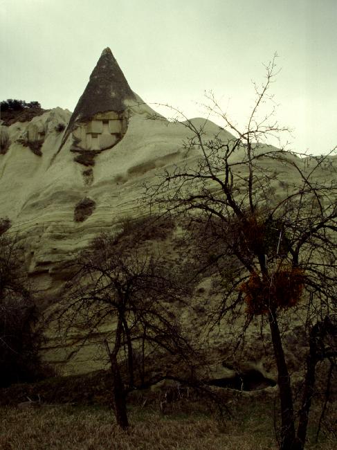 Les arbres de la vallée blanche sont infestés de gui... 